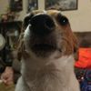 sarahrose_1910_