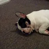 jasminesaprinsess