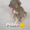 yaya_chevre