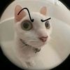 lasagna_lincoln