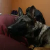 shadowswalks