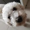 pequenoprincipe.pompom