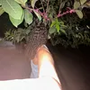 daninhadabr