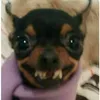 thaislisboa9