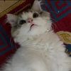 cuteness_03