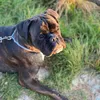 boxernoegrin