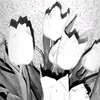s.e_ni