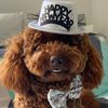 winston_the_poodle