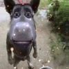 gracie_bebored