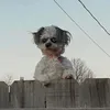 pierogiboyy