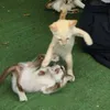 nyanyalandd