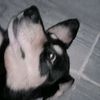armando_chiroque0