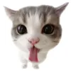 bubgadre