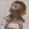 monkeysandbananas