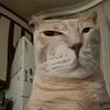 thepuss.sea