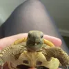 katienay11
