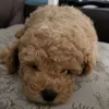 bella.rawson