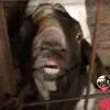 karmilla_d
