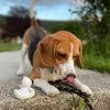 skittles_beagle