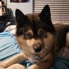 crim_wolf