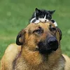kittymeow274