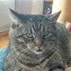 aniandthecats