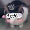 thomas_the_cat_official2