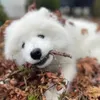 matchathesamoyed143