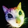 cowcatfrog