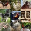 mundo_gallos_y_gallinas