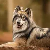 alpha_the_wolf63