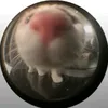 arizosna