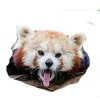 _jnk37_