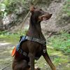 tonychopper_thedoberman