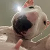 hugoleton