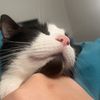 ricothechonk