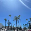 camelia_836