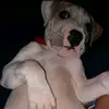 dani_soto302