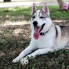 shepskyleo