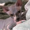obisphynxtiktok