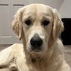 golden.retriever.leo