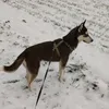 donkarma98