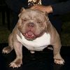 goku_bullys