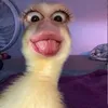 zieododbzk