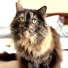 chaithecat1