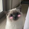 mysticalfartz