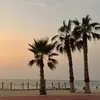anaananas