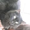 koicat