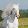 palehorsey