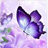 Purple🦋Butterfly 💜